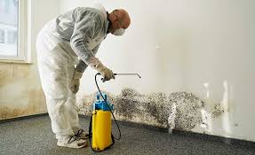 Best Basement Mold Removal in Creswell, OR